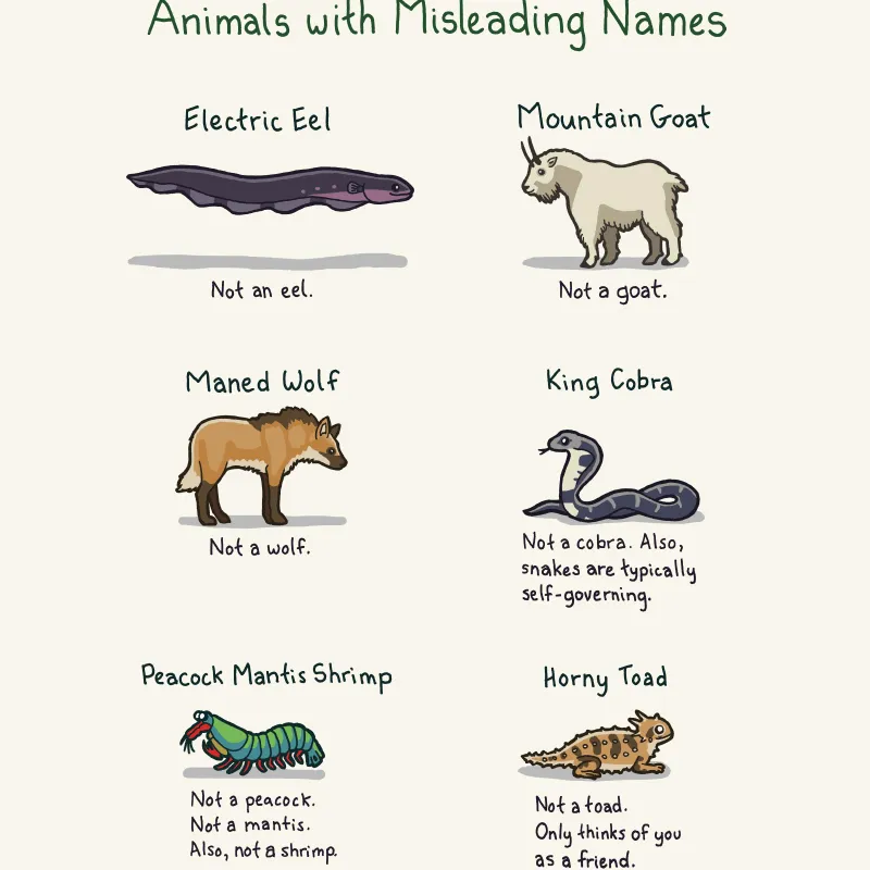 Animals With Misleading Names Print