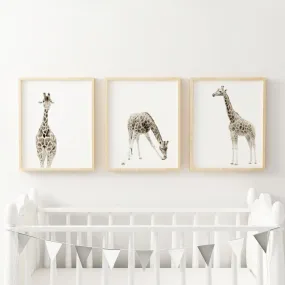 Giraffe set of three wall prints