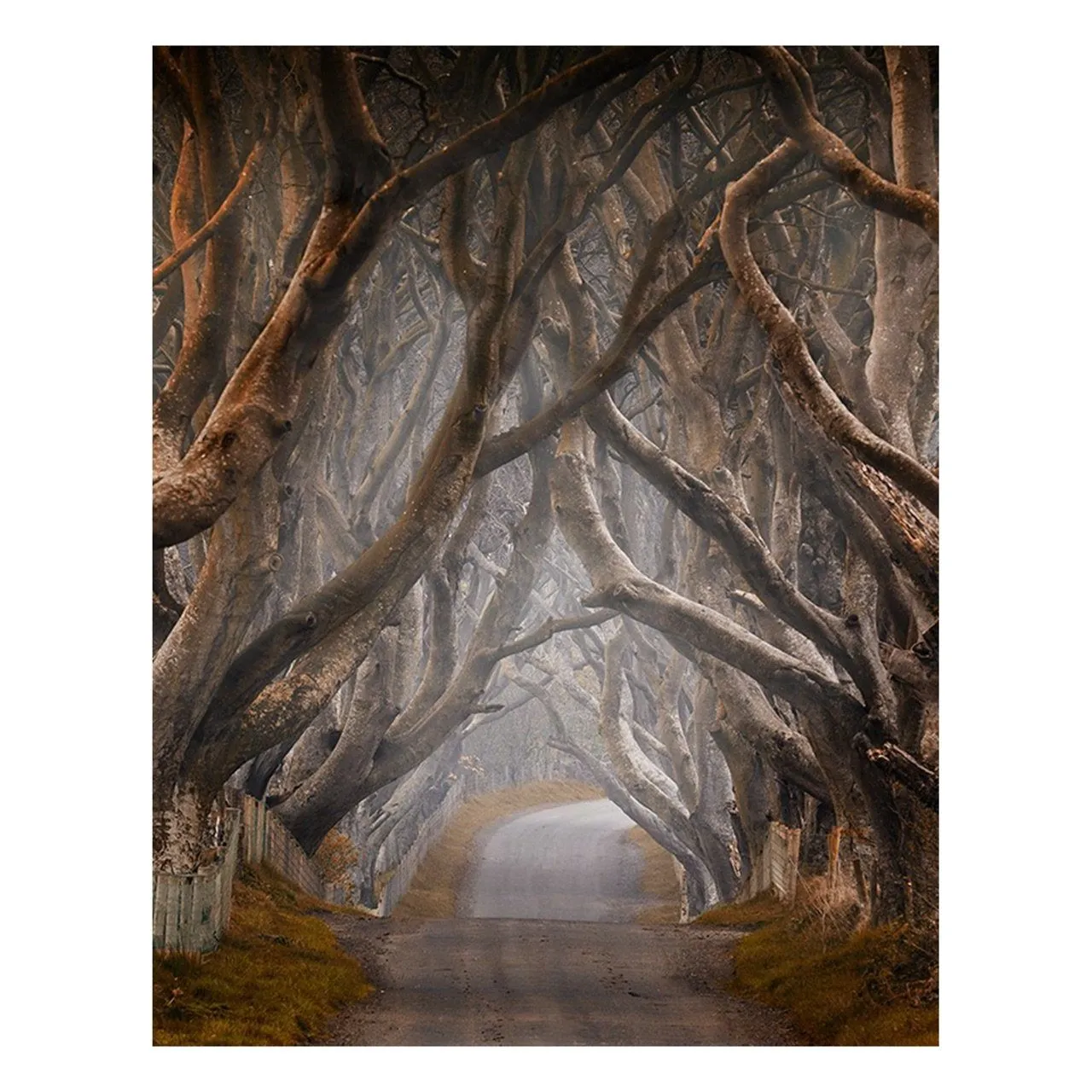 "Enchanted II" | Nature Photography Print