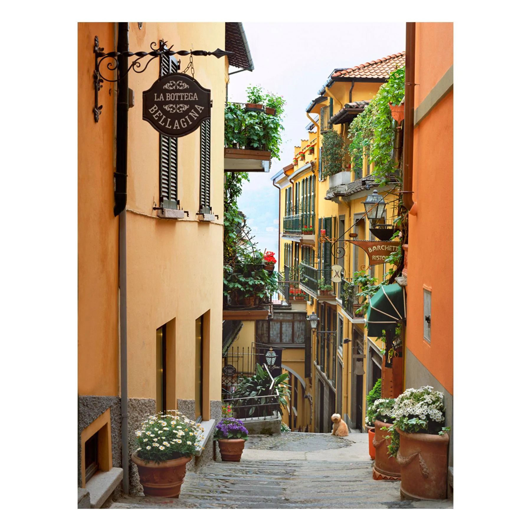 "Poo-Pah" | Italy Photography Print